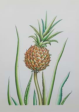 Pineapple and Aloe Vera Illustration
