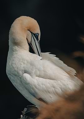Gannet Preening
