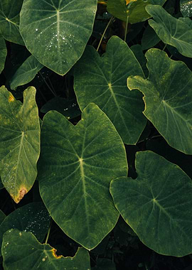 Lush Green Taro Leaves Close-Up