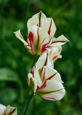 Striking Red and White Striped Tulips