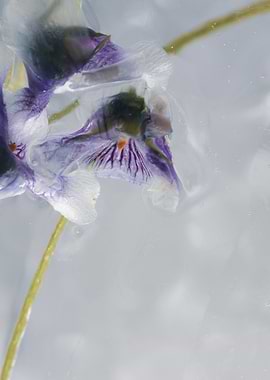 Frozen Violet Flower Close-Up