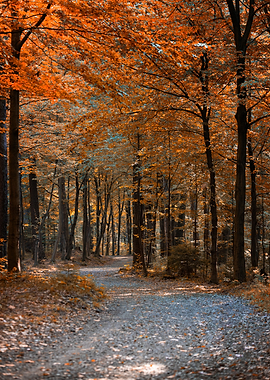 Autumn Forest Path and Golden Leaves