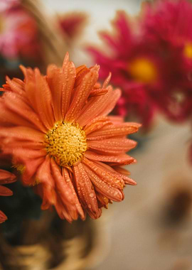 Orange Chrysanthemum Flower Close-Up