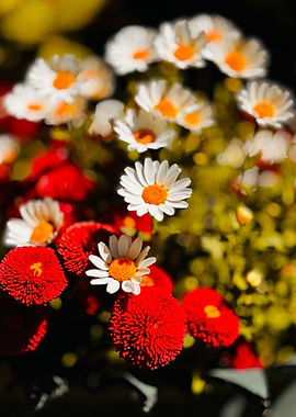 Red and White Daisy Flower Arrangement