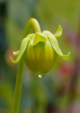 Green Flower Bud with Water Drop