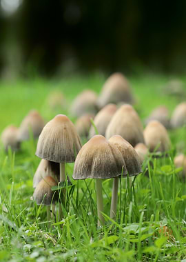 Mushroom Cluster in Green Grass