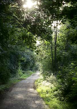 Sunlit Path Through Green Forest