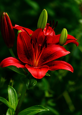 Vibrant Red Lily Blossom Close-Up