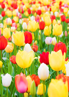 Colorful Tulip Field in Full Bloom