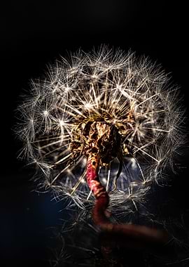 Dandelion Seed Head Close-Up