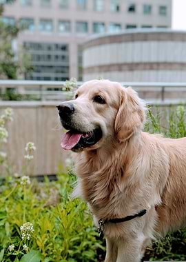 Golden Retriever Portrait in Urban Setting