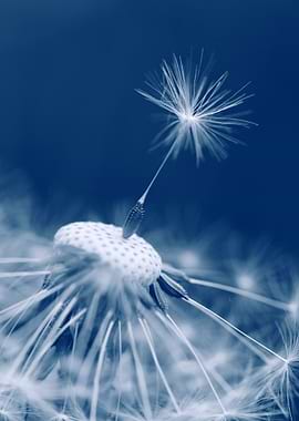 Dandelion Seed Head in Blue Tone