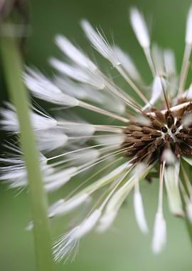 Dandelion Seed Head Close-Up