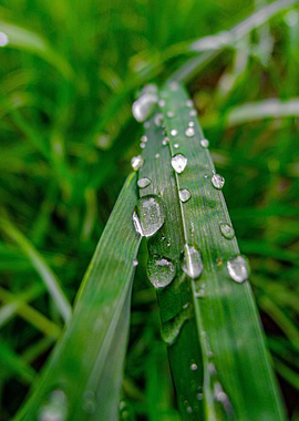 Dew Drops on Green Grass Blade
