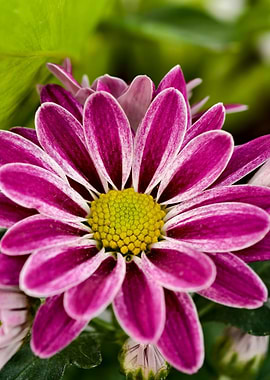 Close-up of a Purple Chrysanthemum Flower