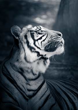 Monochrome Tiger Portrait