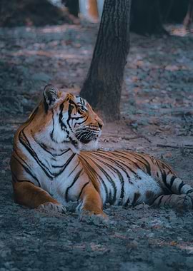 Resting Tiger in Forest