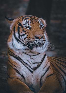 Portrait of a Majestic Tiger