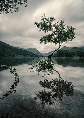 Tree Reflection in Lake, Moody Landscape