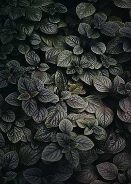 Lush Green Leaves Close-Up