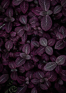 Purple Nerve Plant Close-Up