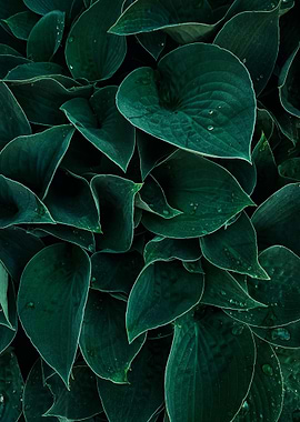 Lush Green Leaves with Water Droplets