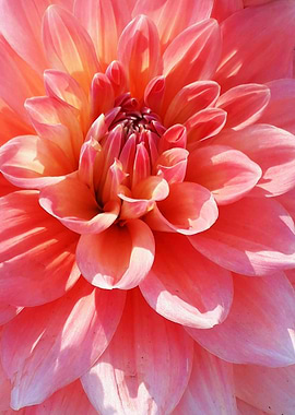 Close-up of a Pink Dahlia Flower