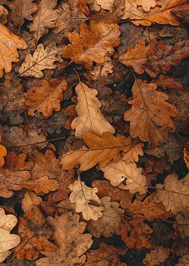 Autumn Leaves on the Ground