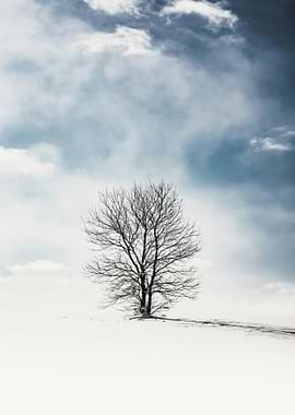 Winter Tree in Snow Landscape