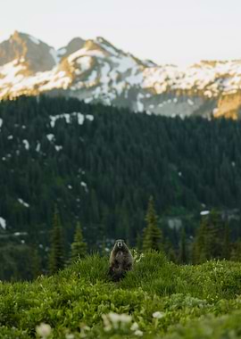 Marmot in Mountain Landscape