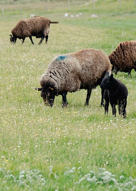 Sheep Grazing in a Meadow