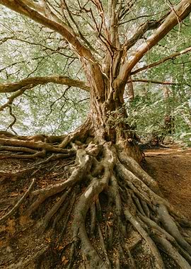 Majestic Tree with Exposed Roots