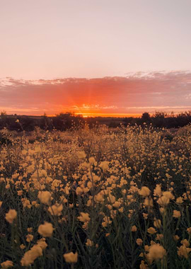 Sunset over a field of flowers