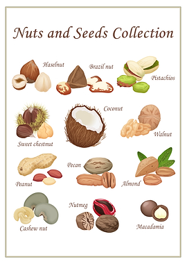 Nuts and Seeds Collection Illustration