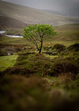 Lone Tree in Misty Landscape