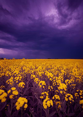 Yellow Flowers Field Under Stormy Sky