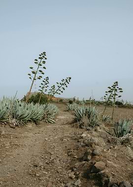 Agave Plants on a Rocky Path