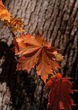 Autumn Maple Leaves on Tree Bark