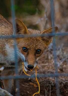Italian fox with spaghetti behind a fence