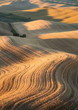 Golden Wheat Fields at Sunset