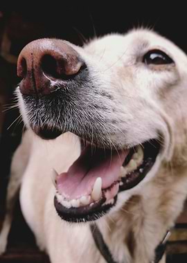 Close-up of a Happy Dog