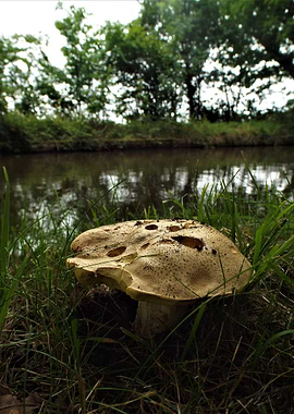 Mushroom by the Water