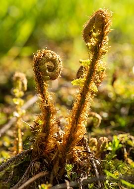 Unfurling Fern Fronds in Spring Sunlight