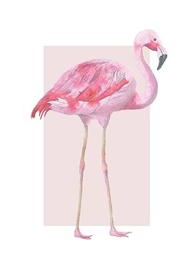 Watercolor Flamingo Illustration on Pink Background