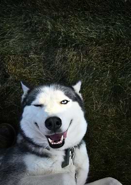 Winking Husky Dog Portrait
