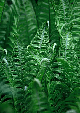 Lush Green Ferns Unfurling in Nature