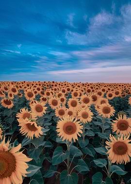 Sunflower Field Under a Blue Sky