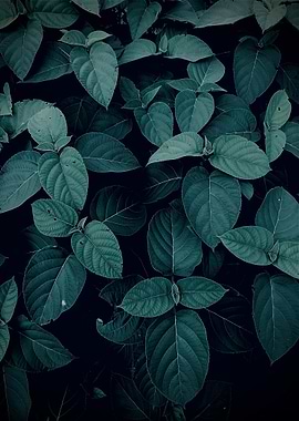 Lush Green Leaves Close-Up