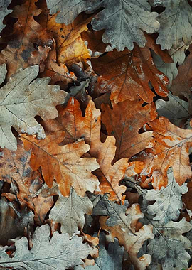 Autumn Oak Leaves Close-Up