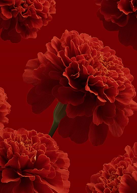 Red Marigold Flowers on Red Background